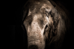 elephant　man