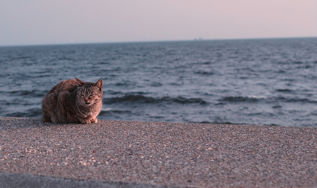 冷たい猫