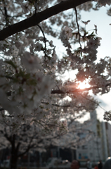 夕方の桜