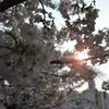 夕方の桜