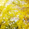 一面の黄色の中で
