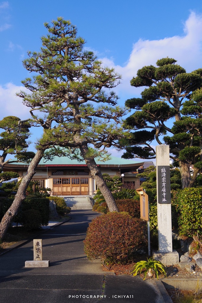 林泉寺の松