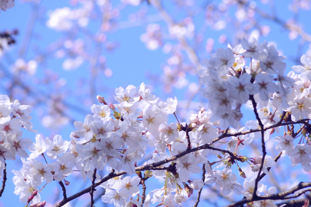 blue sky & cherry blossoms