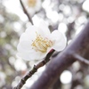 春一輪