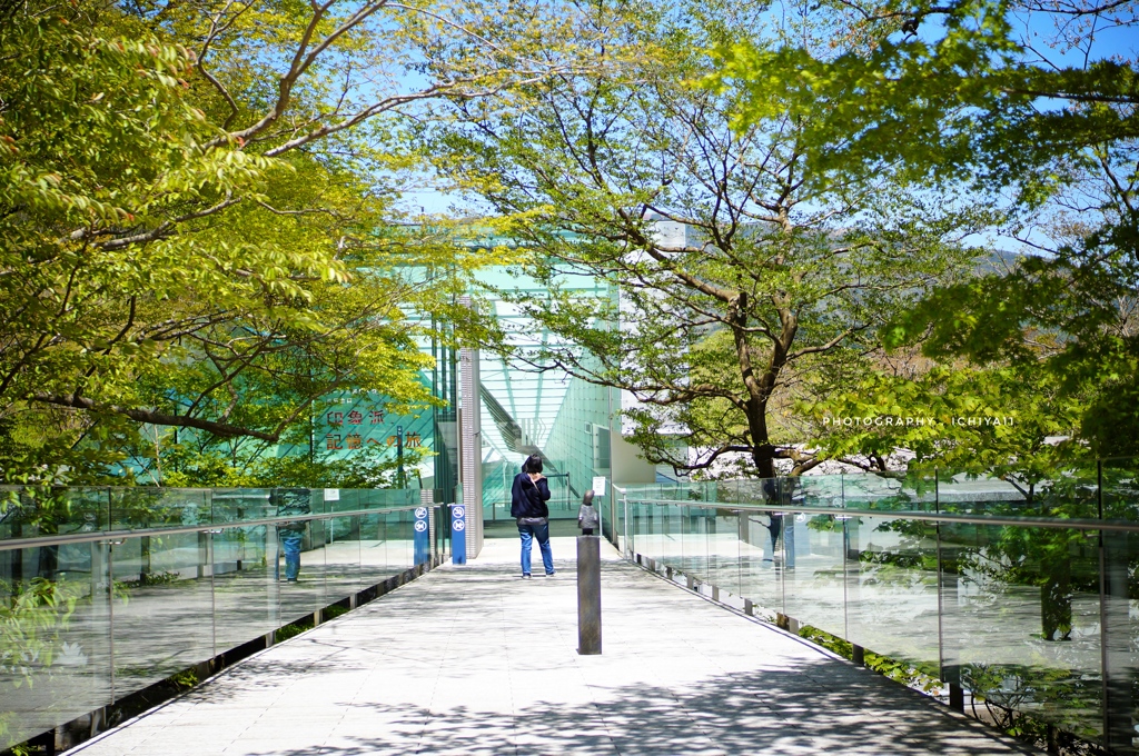 初夏のポーラへ