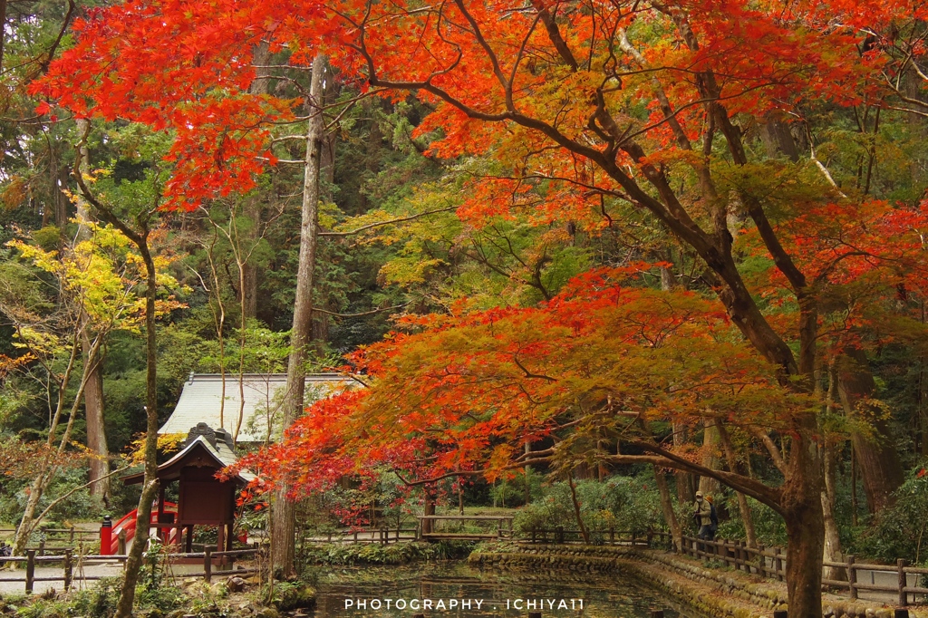 紅寄り添う事待池