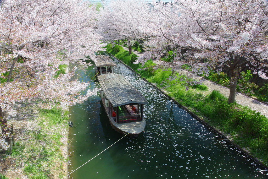 桜散る川で