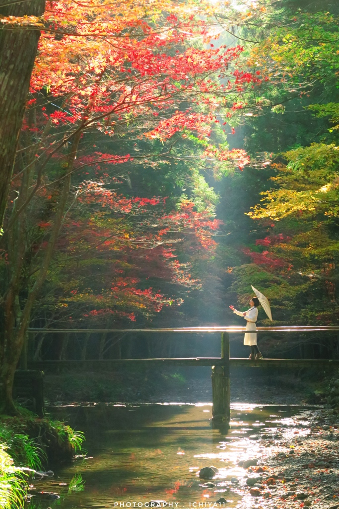 再会の光芒