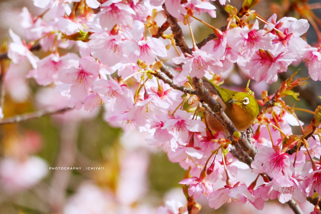 いつもの公園で 今年もメジロと 壱