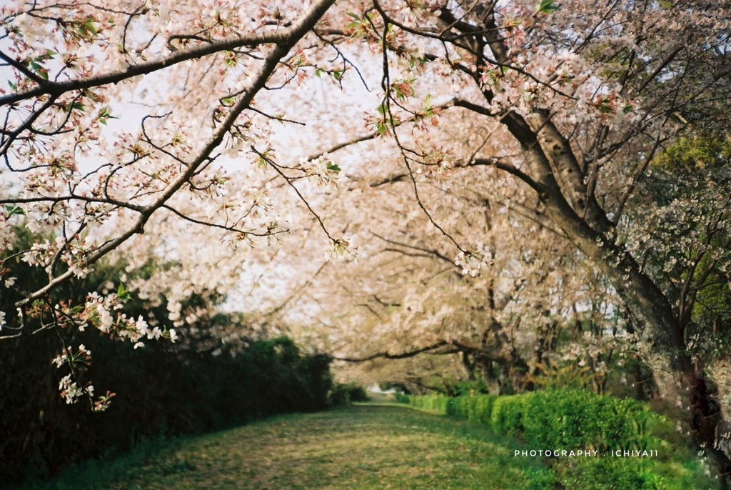 いつもの公園 30年前のような桜並木