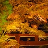 貴船紅葉　-　IMGP0769