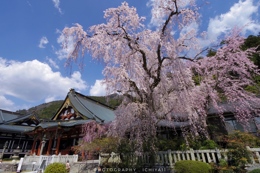 身延山久遠寺 枝垂桜