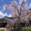 身延山久遠寺 枝垂桜