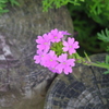 small pink