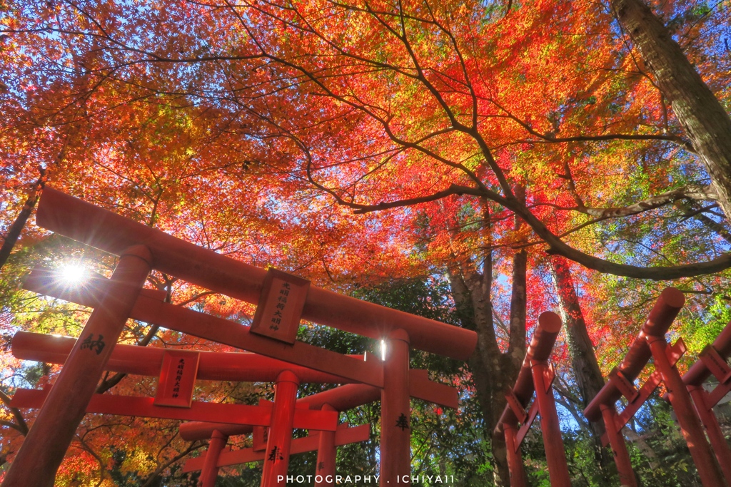 油山寺 紅葉と鳥居 By Ichiya11 Id 写真共有サイト Photohito