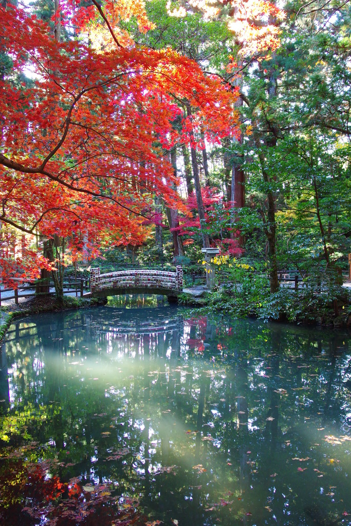 小國神社　白橋と紅葉