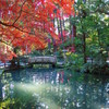 小國神社　白橋と紅葉