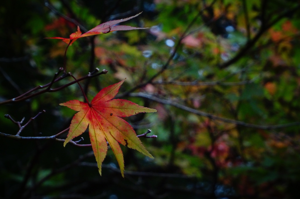 紅葉色付