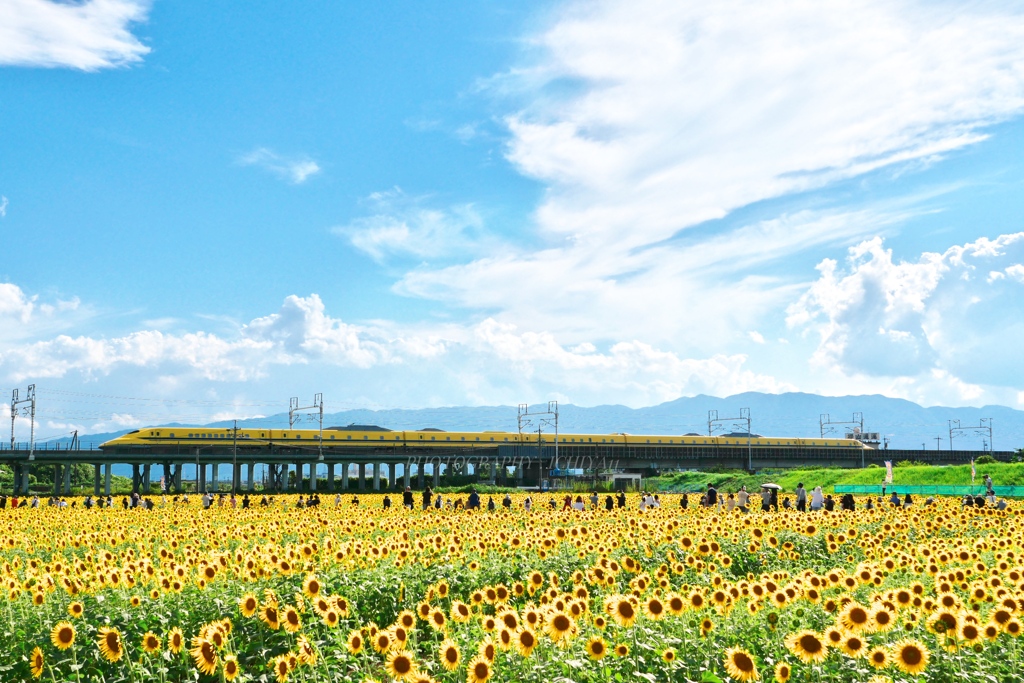 ヒマワリページ ひまわりと歓声 by 18ichiya （ID：13113878） - 写真共有サイト