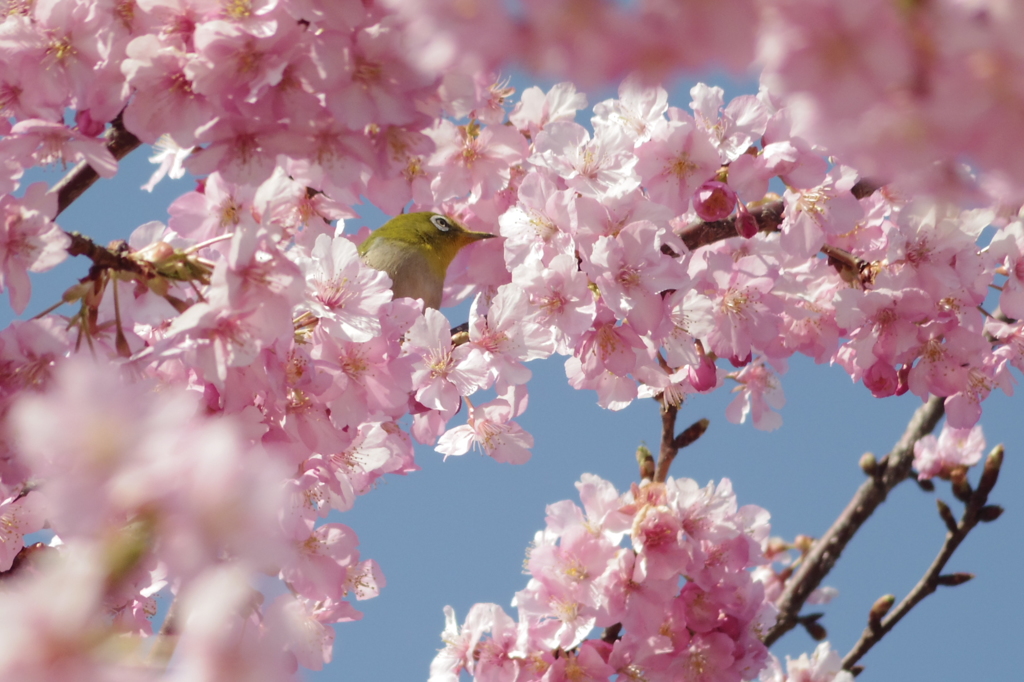 メジロin河津桜