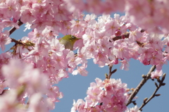 メジロin河津桜