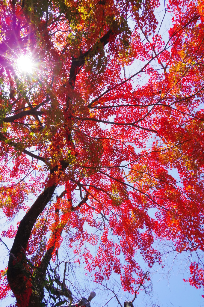 紅葉④　-　IMGP2001