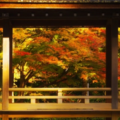 額縁の紅葉