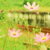 線路沿いの黄昏