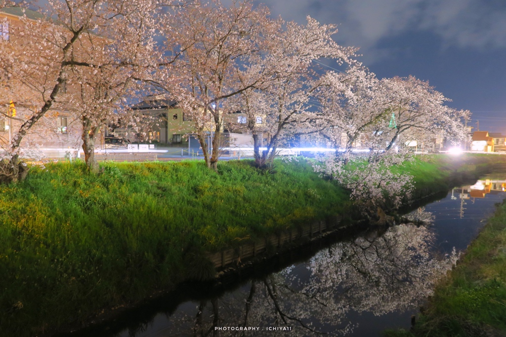 名も無き川沿いの夜桜