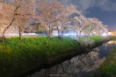 名も無き川沿いの夜桜