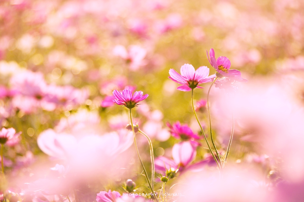 夕暮れ間近の華やかさ