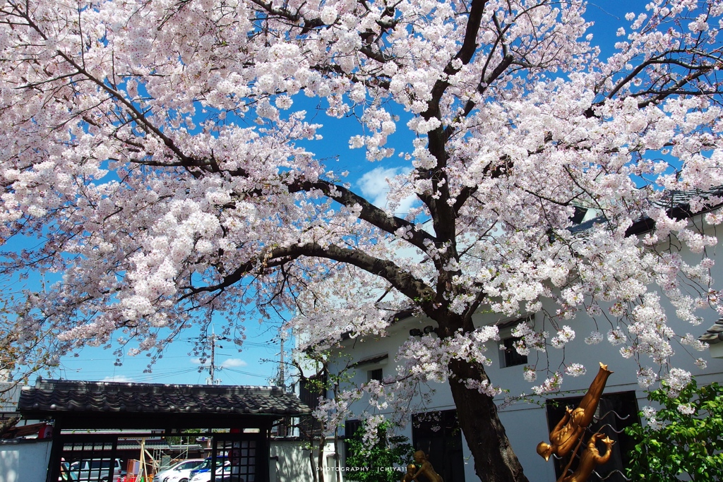 黄桜酒場の桜