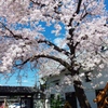 黄桜酒場の桜