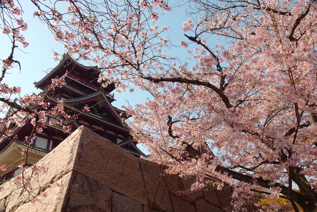 伏見城と桜