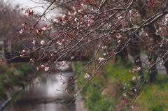 片田舎の川沿い