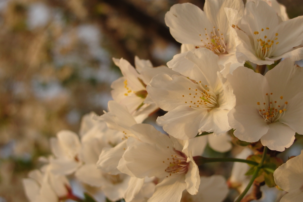 夕日桜　-　DSC07473