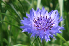 花　-　DSC07715