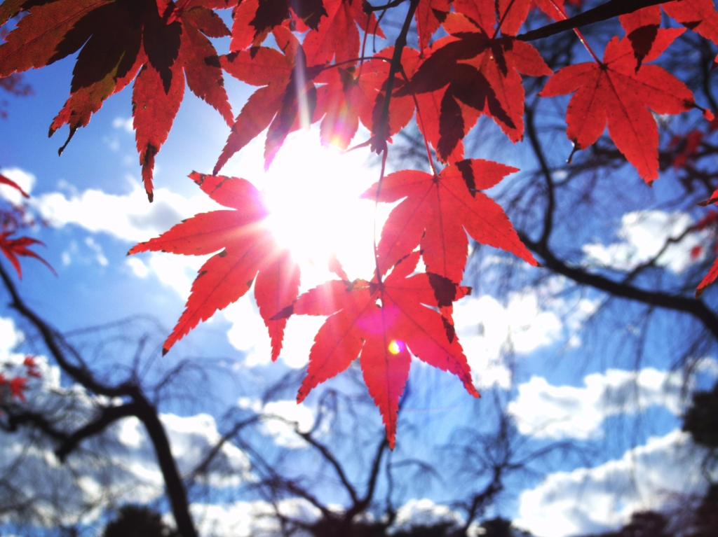 空と紅葉と　-　　IMGP0668