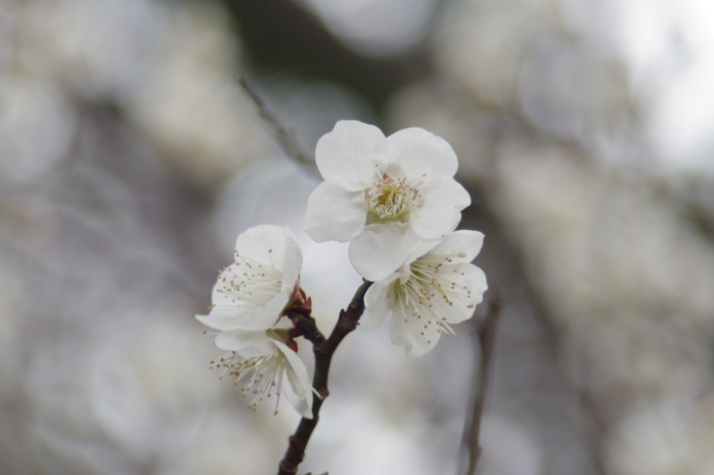 春はもうすぐ　-　IMGP1405
