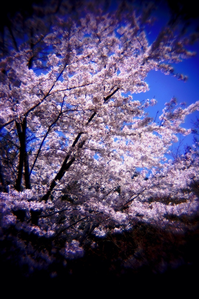 醍醐寺の桜#4