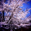 醍醐寺の桜#4