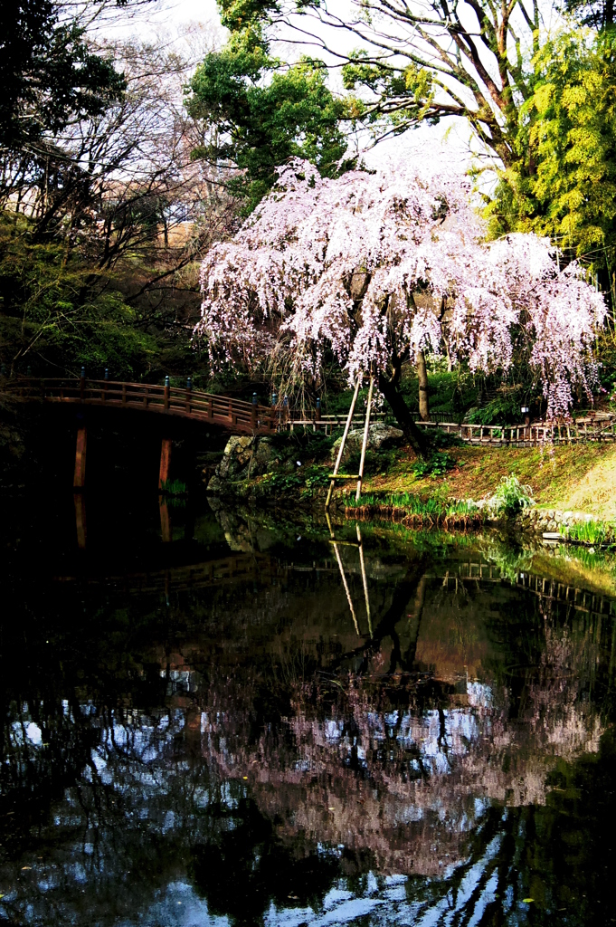 池と枝垂桜　-　IMGP1683