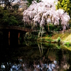 池と枝垂桜　-　IMGP1683