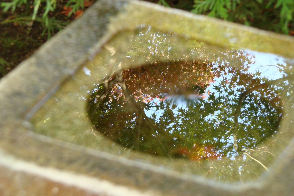 水面の紅葉　-　DSC08142