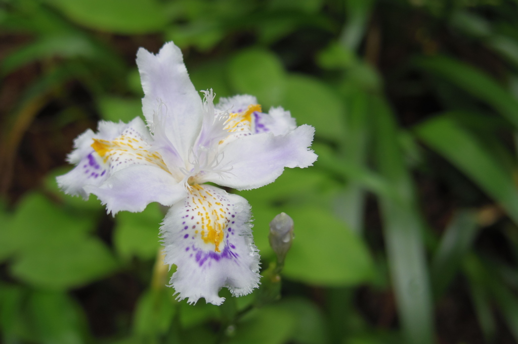 道端で　-　IMGP2557
