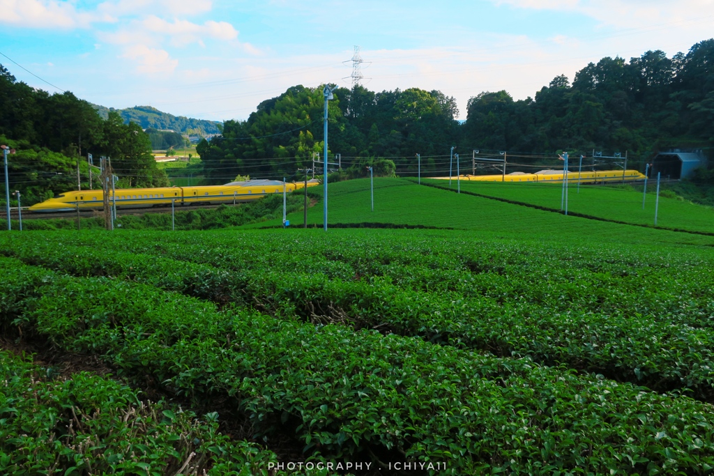 茶畑を行く