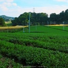 茶畑を行く