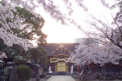 桜と夕暮れと上野東照宮