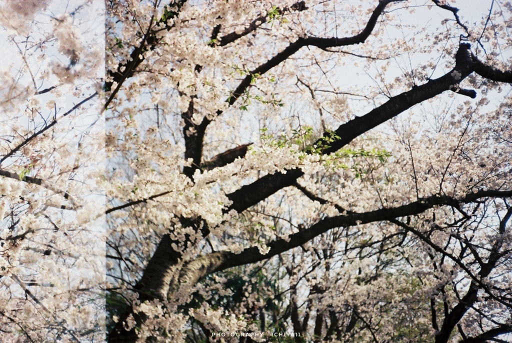 cherry blossoms on Lomography