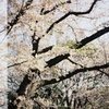 cherry blossoms on Lomography